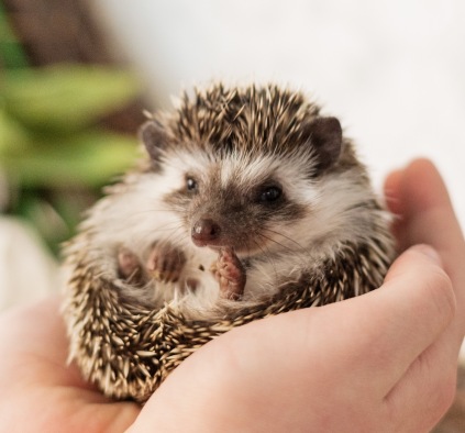 Hedgehog being held by a pair of hands
